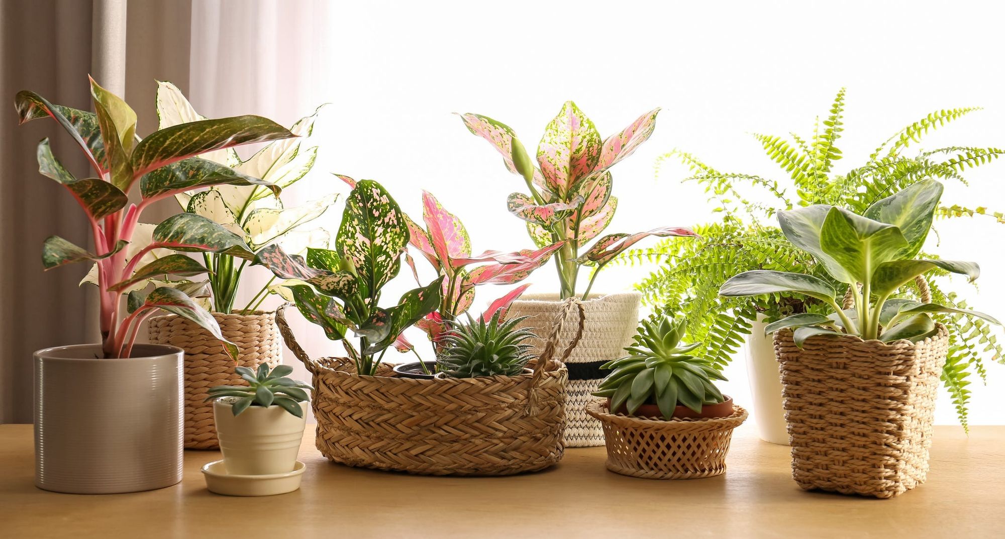 India Indoor Plants Market Outlook, Consumer Preferences and Forecast Report by 2033 | Get Free Sample Report